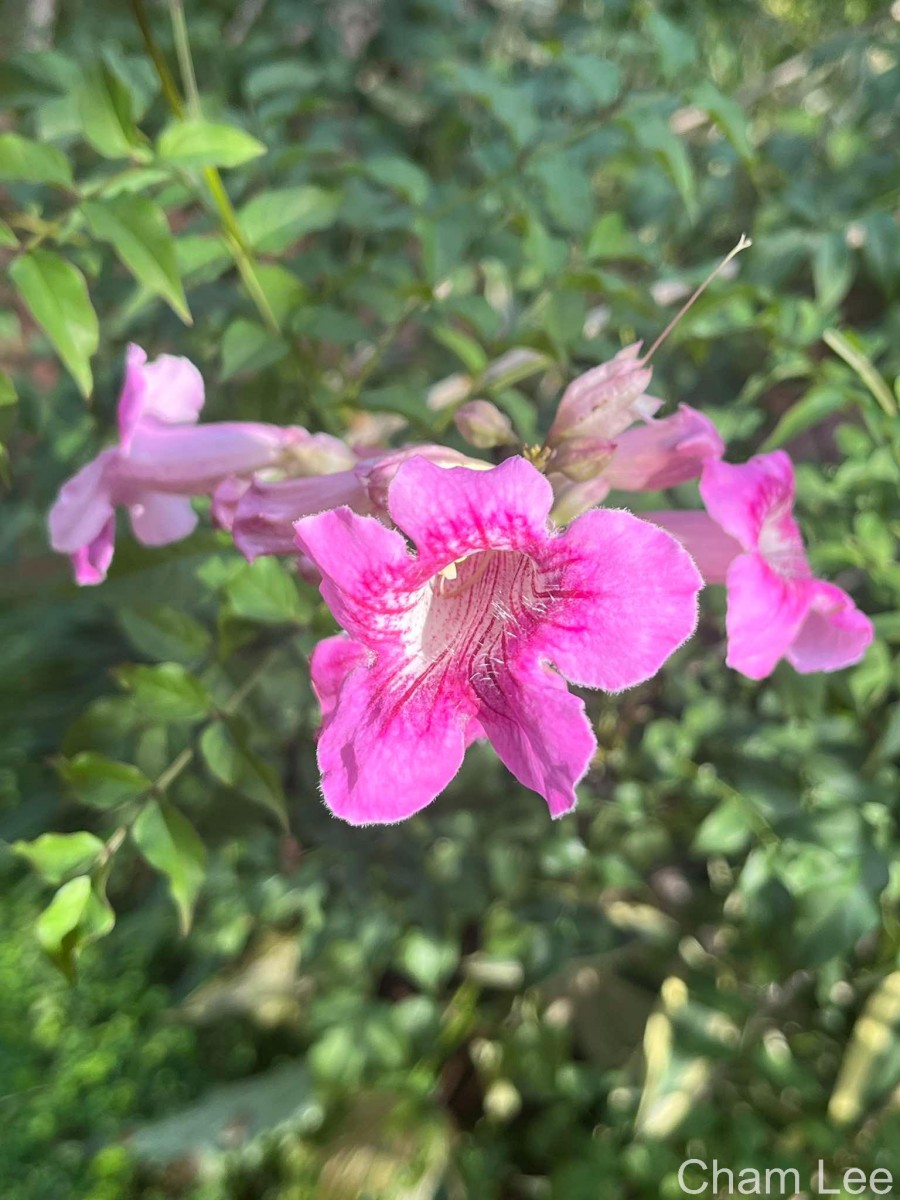 Podranea ricasoliana (Tanfani) Sprague